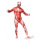 Attack on Titan Costumes - Lycra Spandex BodySuit | Zentai Suit